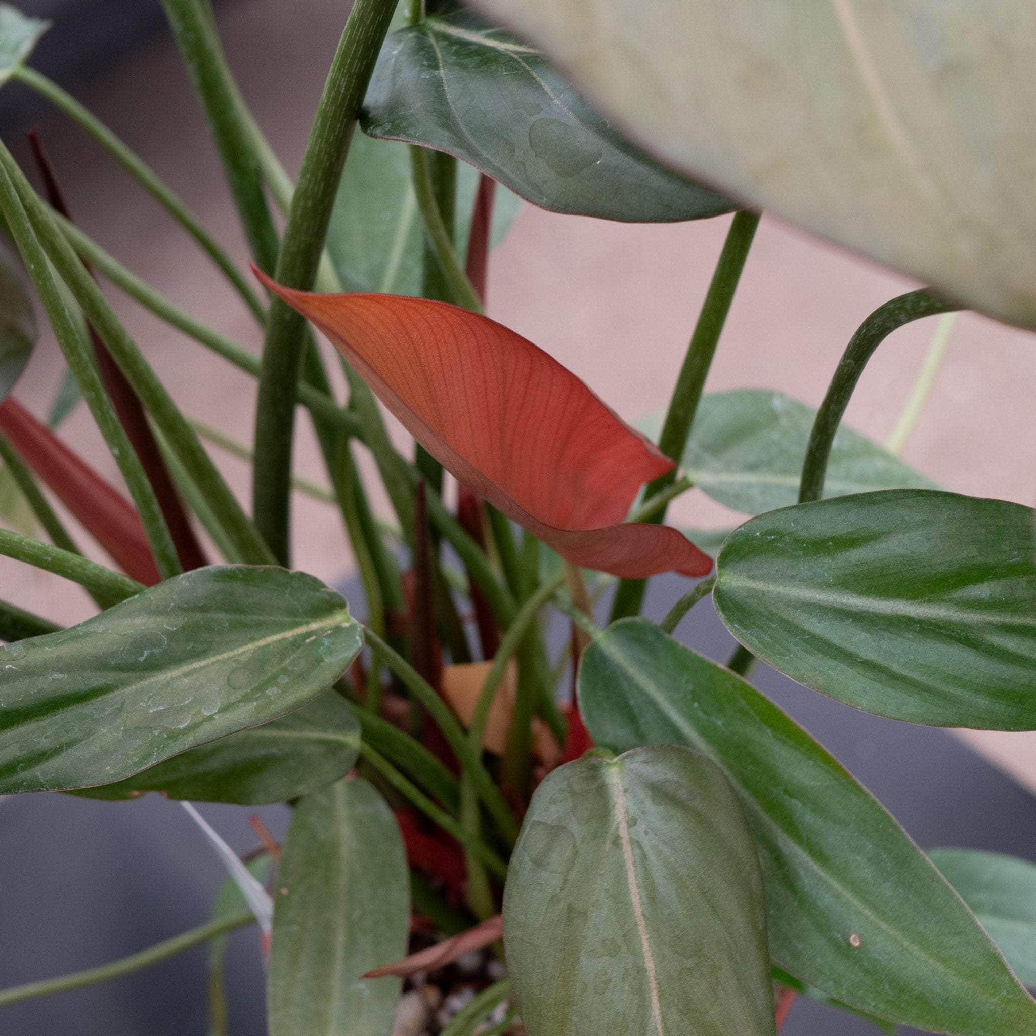 Philodendron 'Summer Glory' - Gabriella Plants
