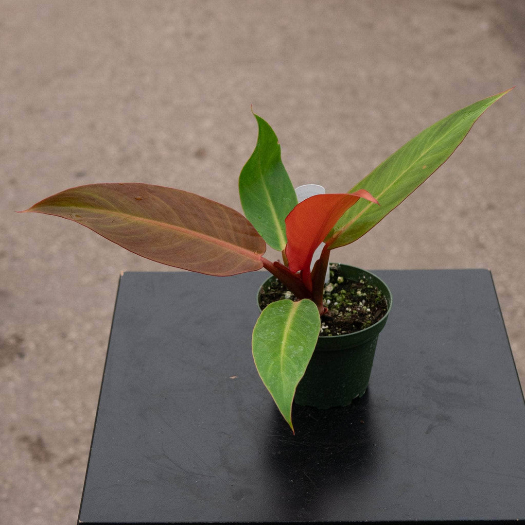 Gabriella Plants Philodendron Hybrid 4" Philodendron 'Sun Red'