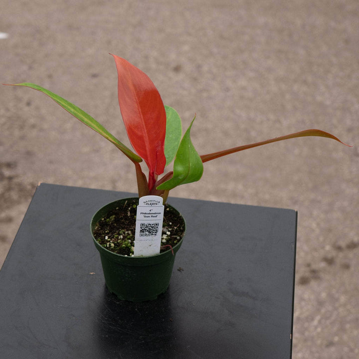 Gabriella Plants Philodendron Hybrid 4" Philodendron 'Sun Red'