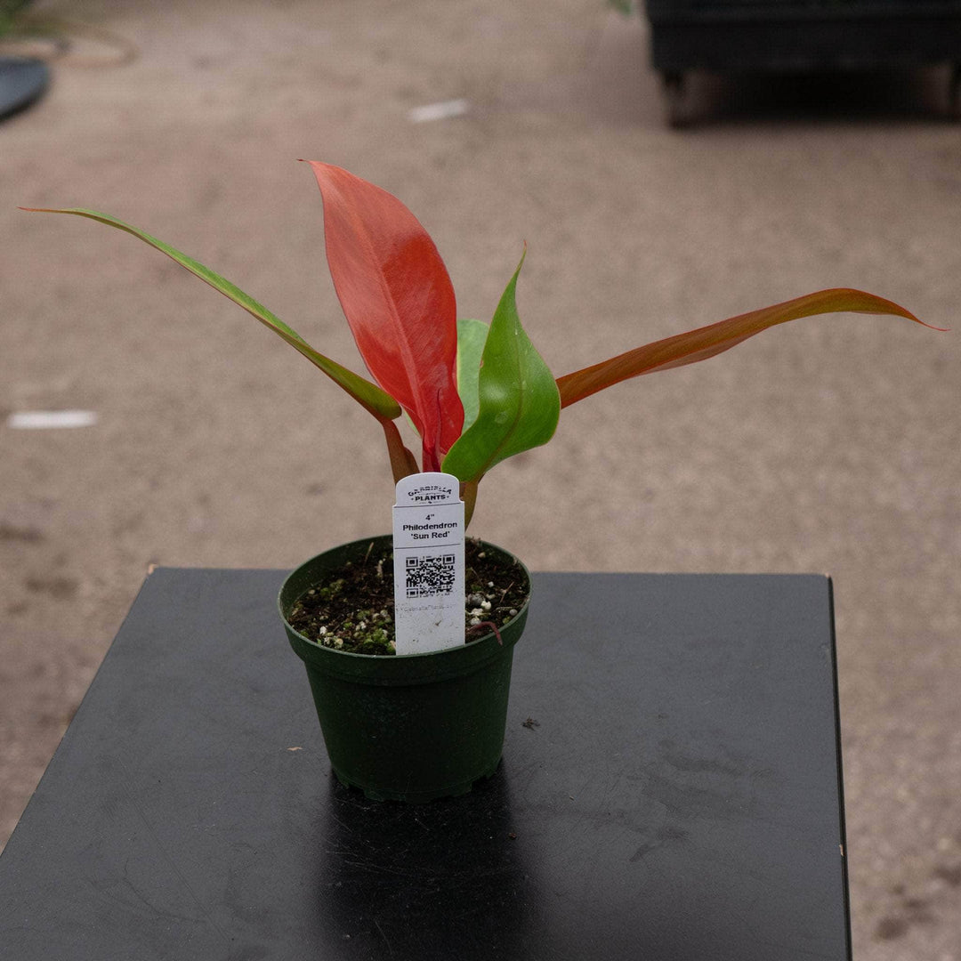 Gabriella Plants Philodendron Hybrid 4" Philodendron 'Sun Red'