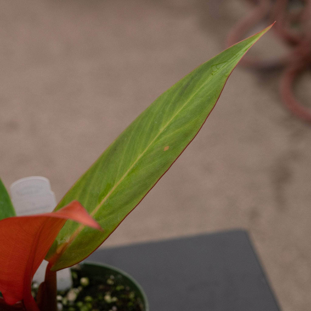 Gabriella Plants Philodendron Hybrid 4" Philodendron 'Sun Red'