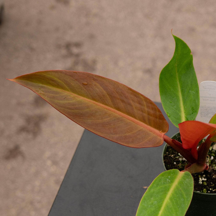 Gabriella Plants Philodendron Hybrid 4" Philodendron 'Sun Red'