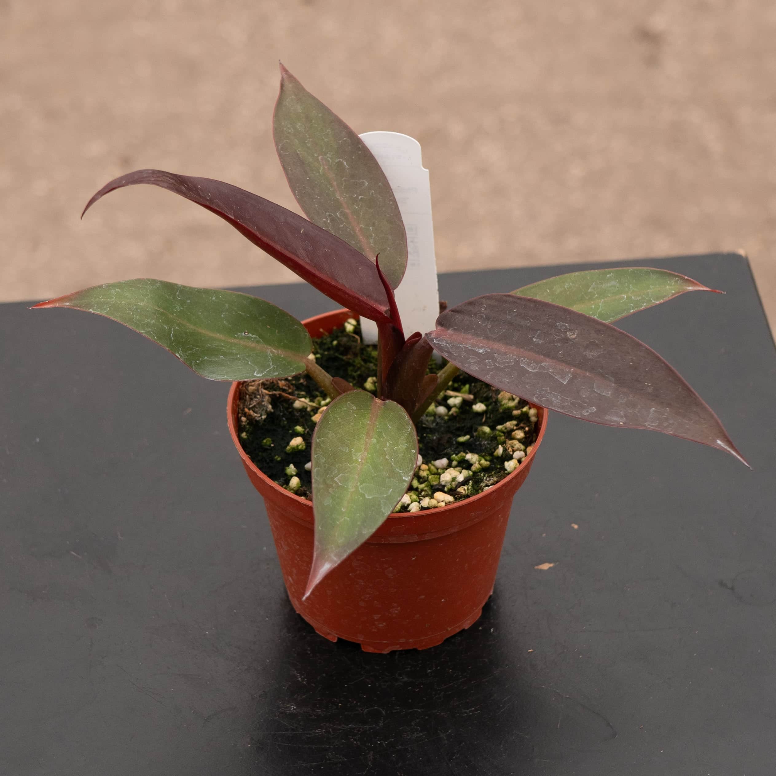full grown philodendron sun red Philodendron 'Sun Red'