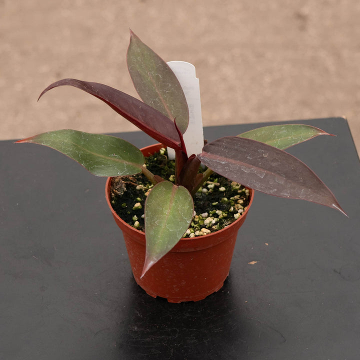 Gabriella Plants Philodendron Hybrid 4" Philodendron 'Sun Red'