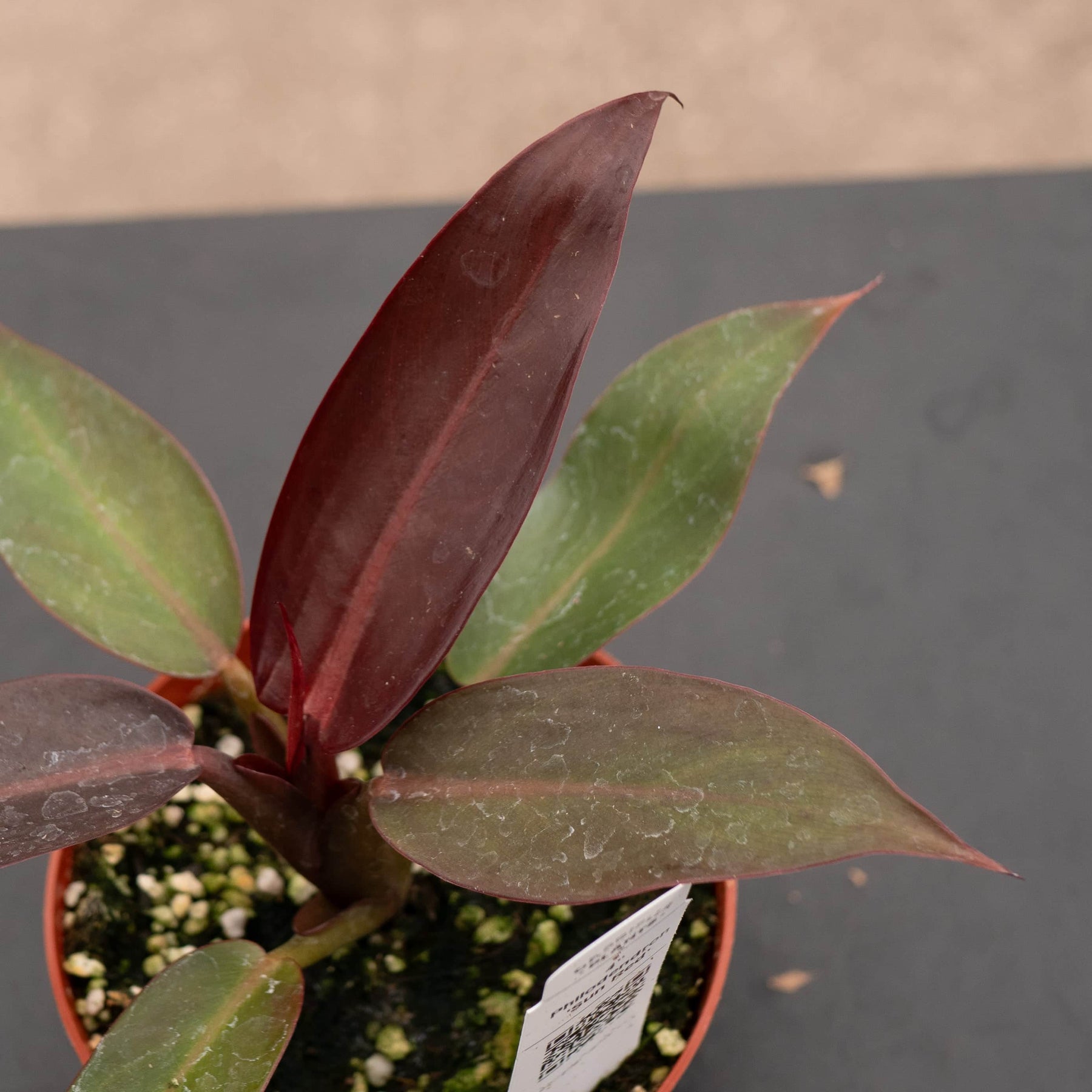 philodendron with dark red leaves Philodendron 'Sun Red'