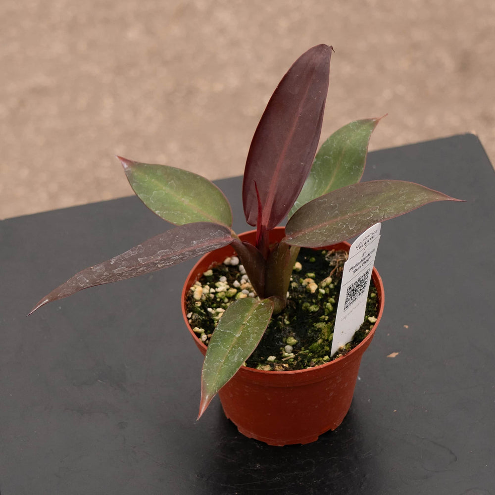 red sun philodendron Philodendron 'Sun Red'