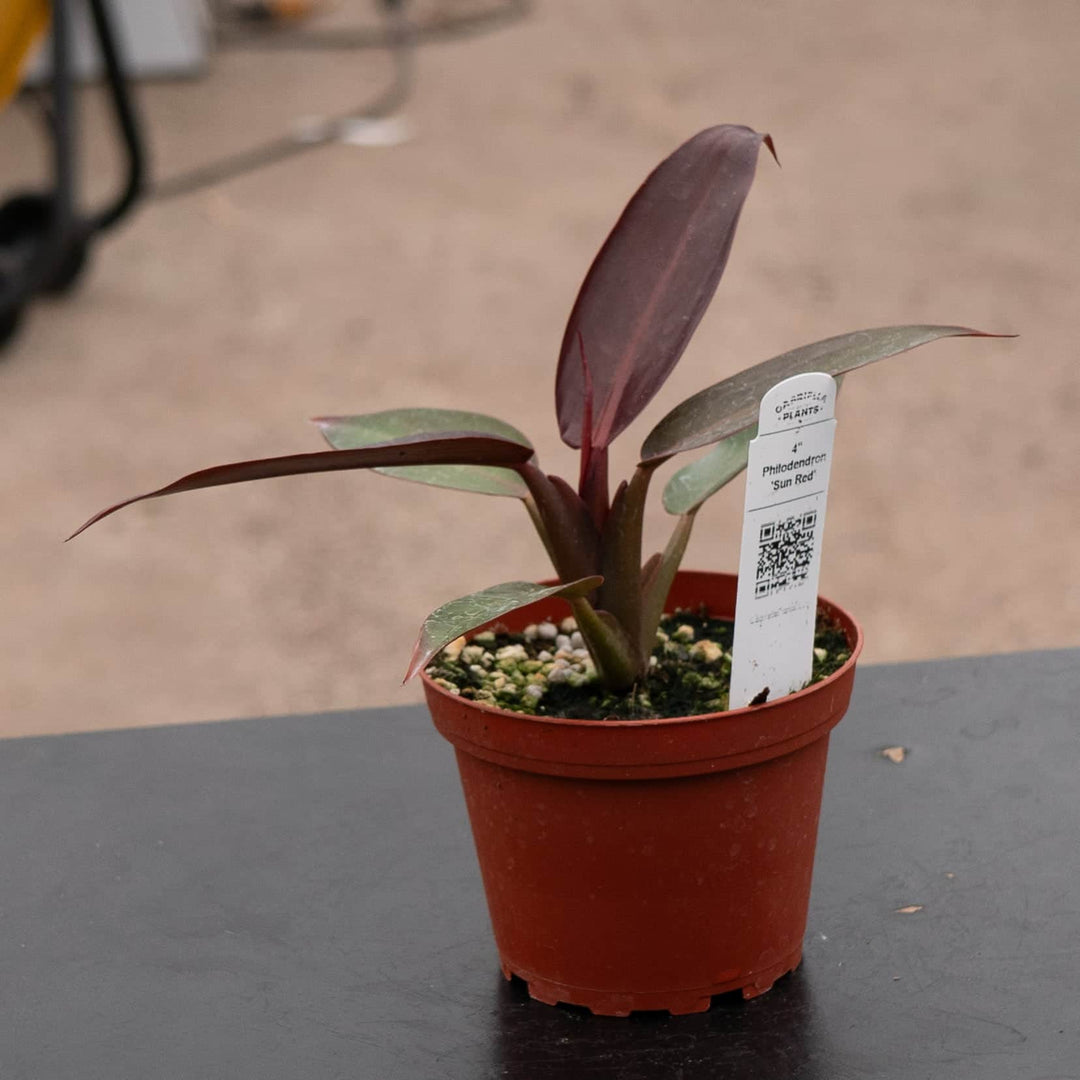 Gabriella Plants Philodendron Hybrid 4" Philodendron 'Sun Red'
