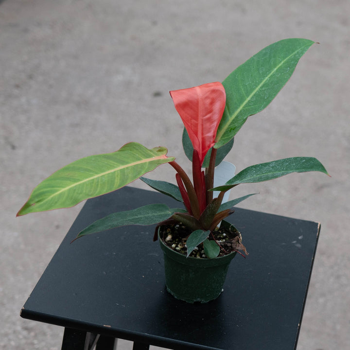 Gabriella Plants Philodendron Hybrid 4" Philodendron &