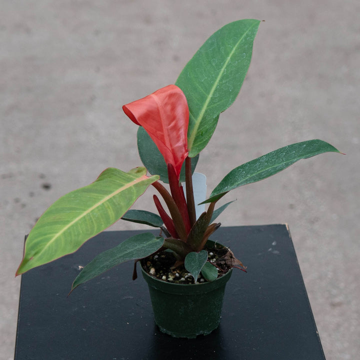Gabriella Plants Philodendron Hybrid 4" Philodendron &