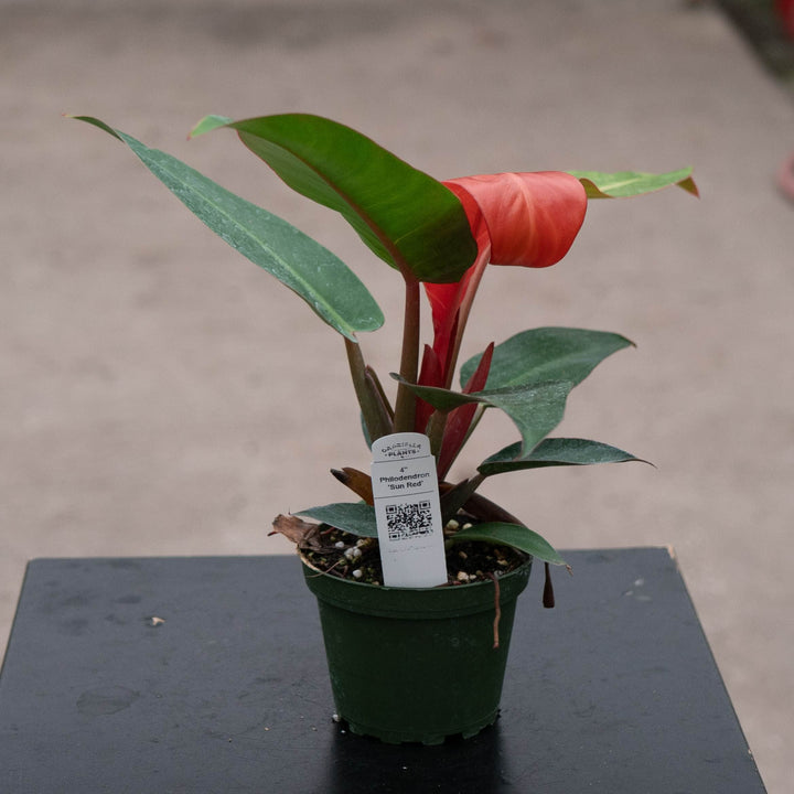 Gabriella Plants Philodendron Hybrid 4" Philodendron &