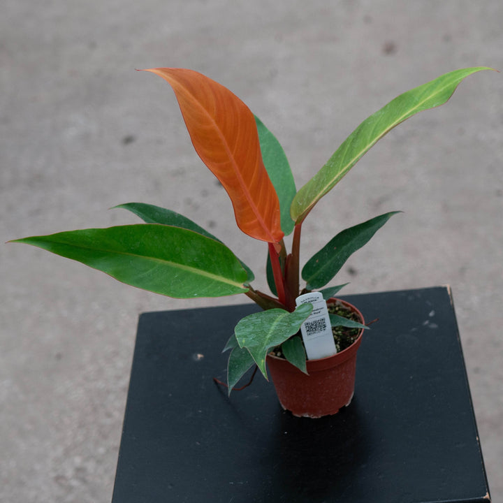 Gabriella Plants Philodendron Hybrid 4" Philodendron &