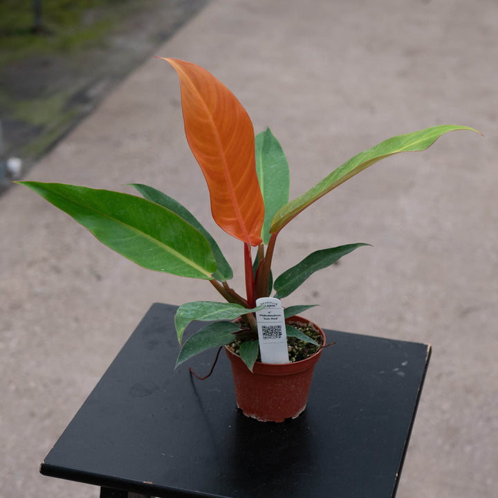 Gabriella Plants Philodendron Hybrid 4" Philodendron &