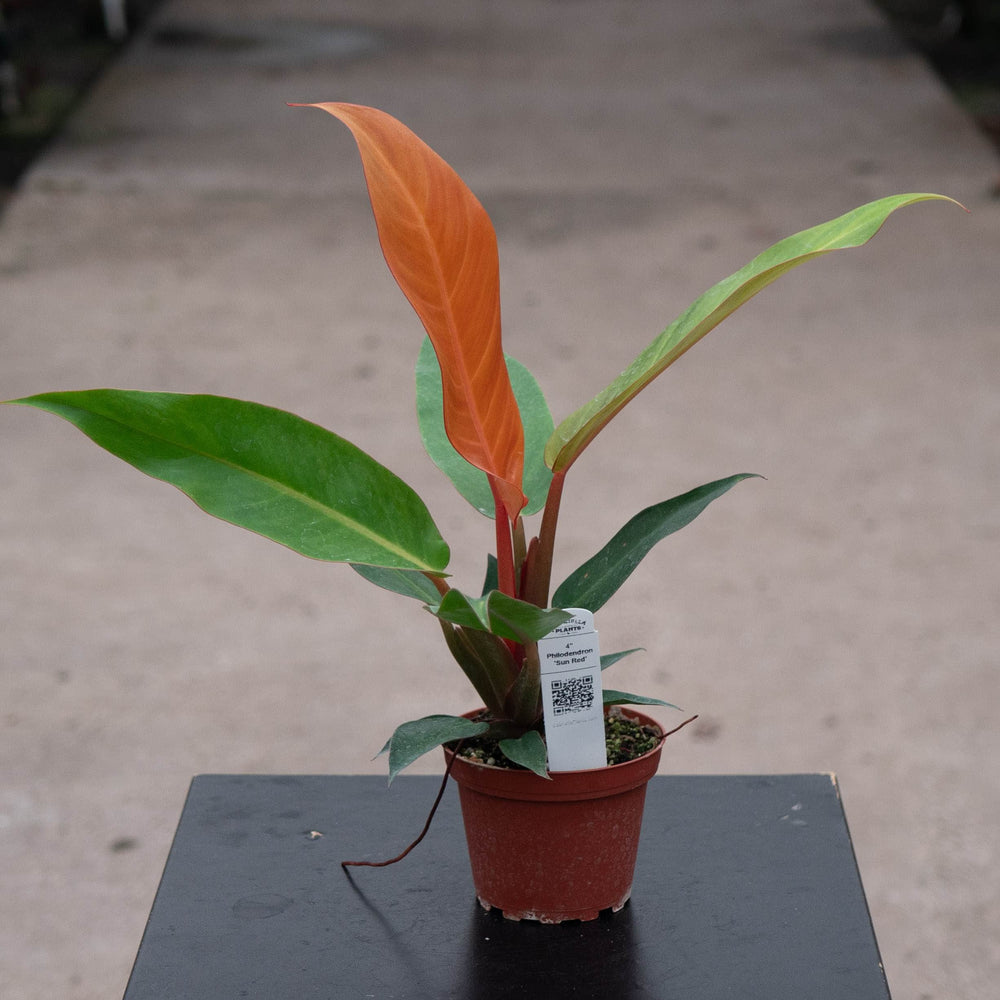 Gabriella Plants Philodendron Hybrid 4" Philodendron 'Sun Red'
