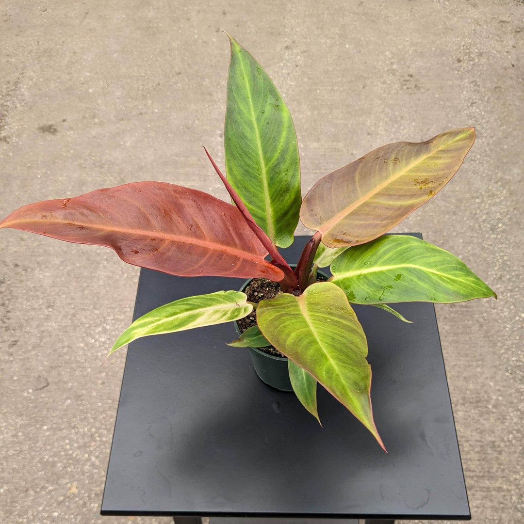 Philodendron 'Sun Red' - Gabriella Plants