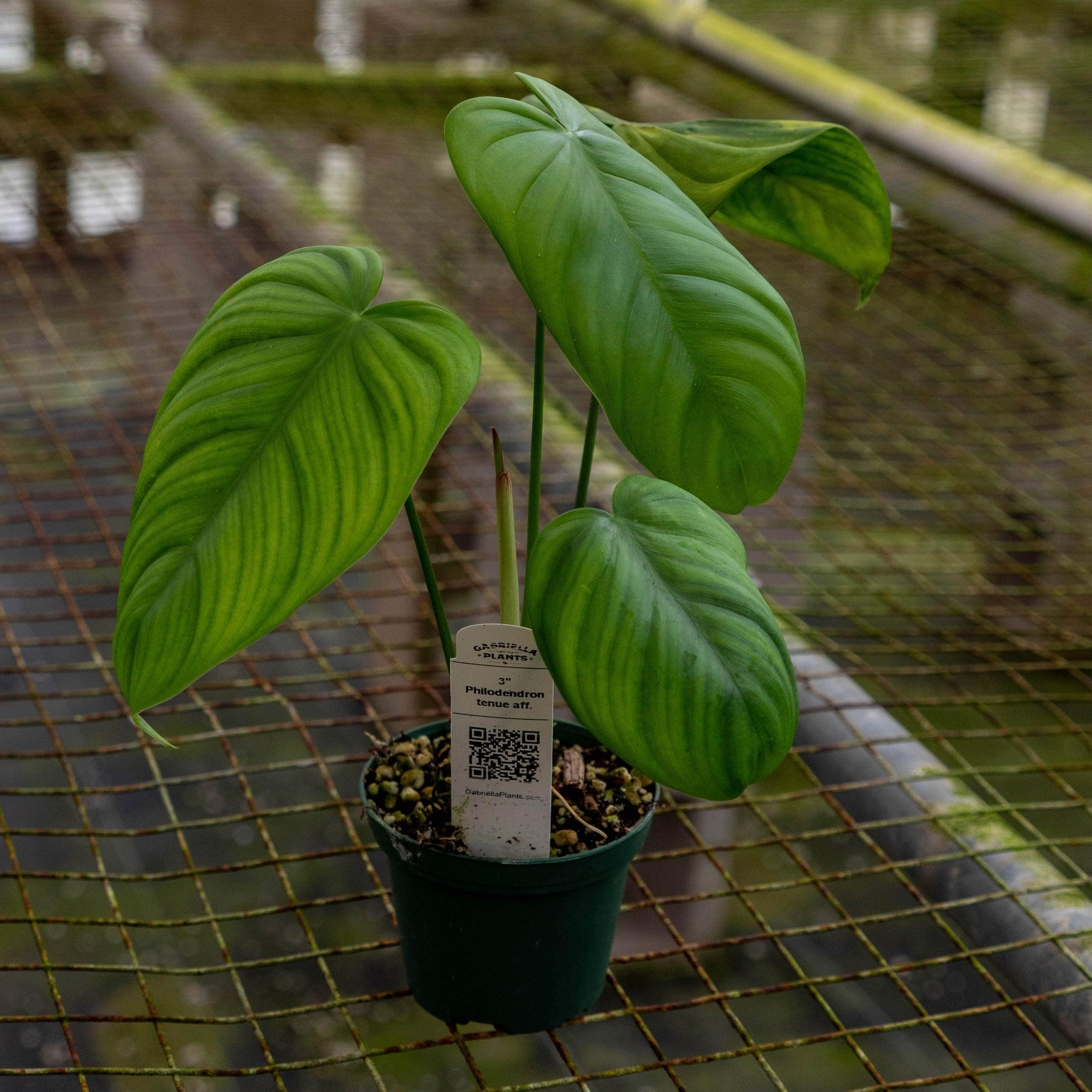 philodendron efn Philodendron tenue aff