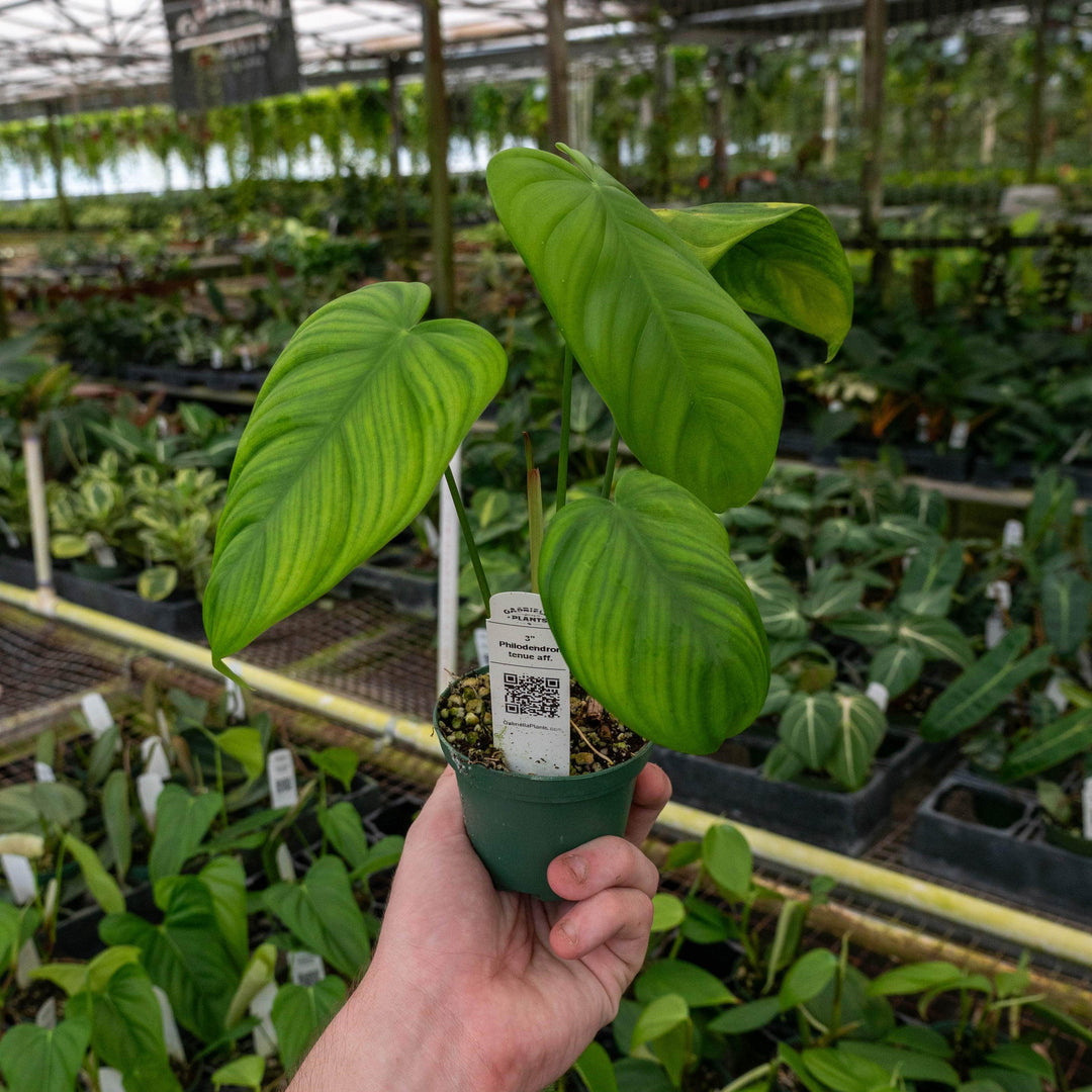 philodendron tenue el valle Philodendron tenue aff