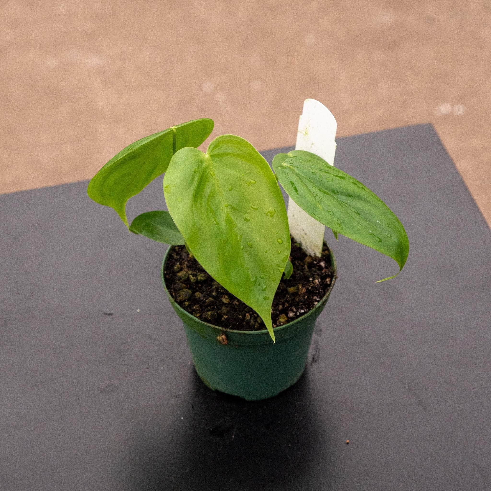 philodendron tenue long leaves Philodendron tenue aff