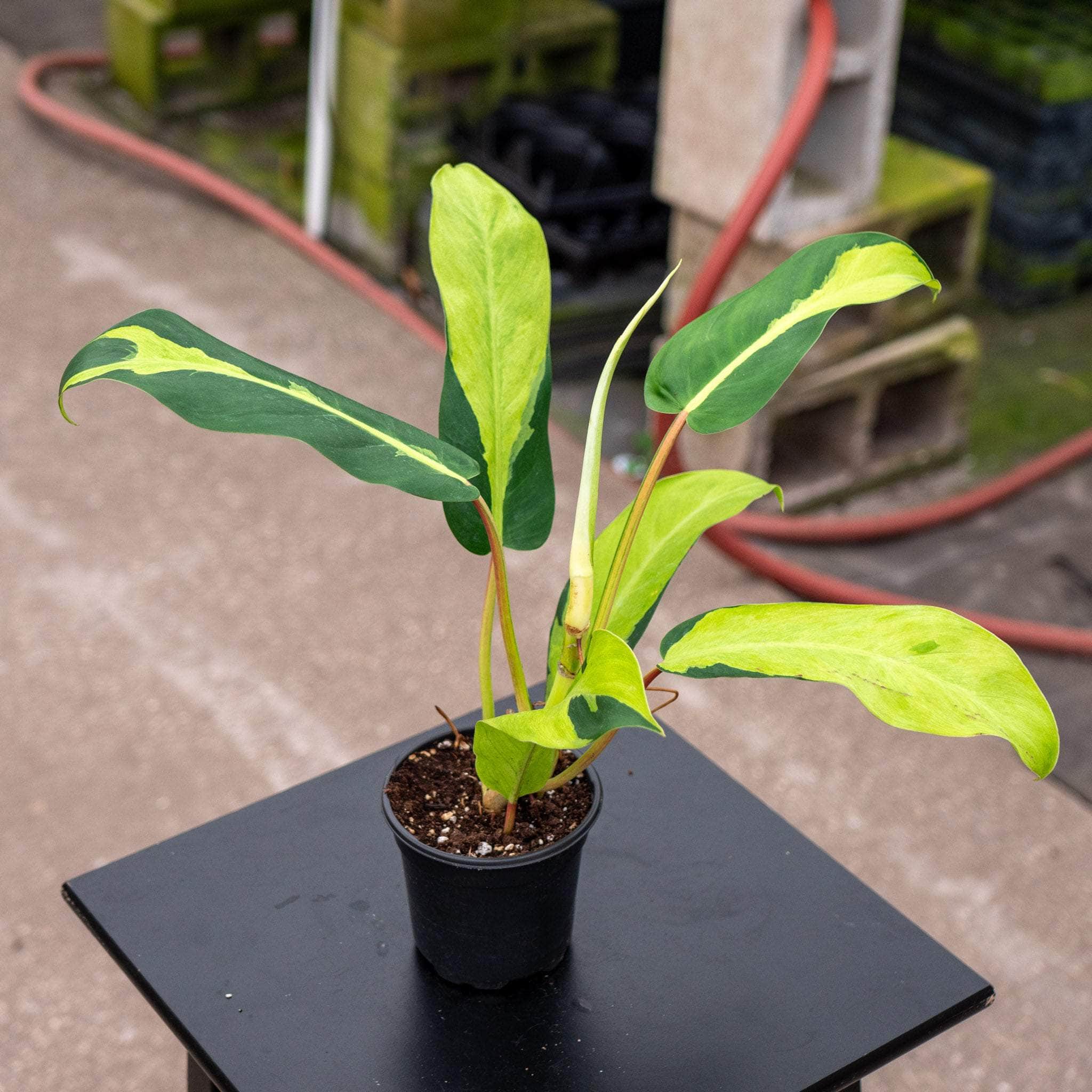 philodendron thai sunrise variegated Philodendron 'Thai Sunrise'