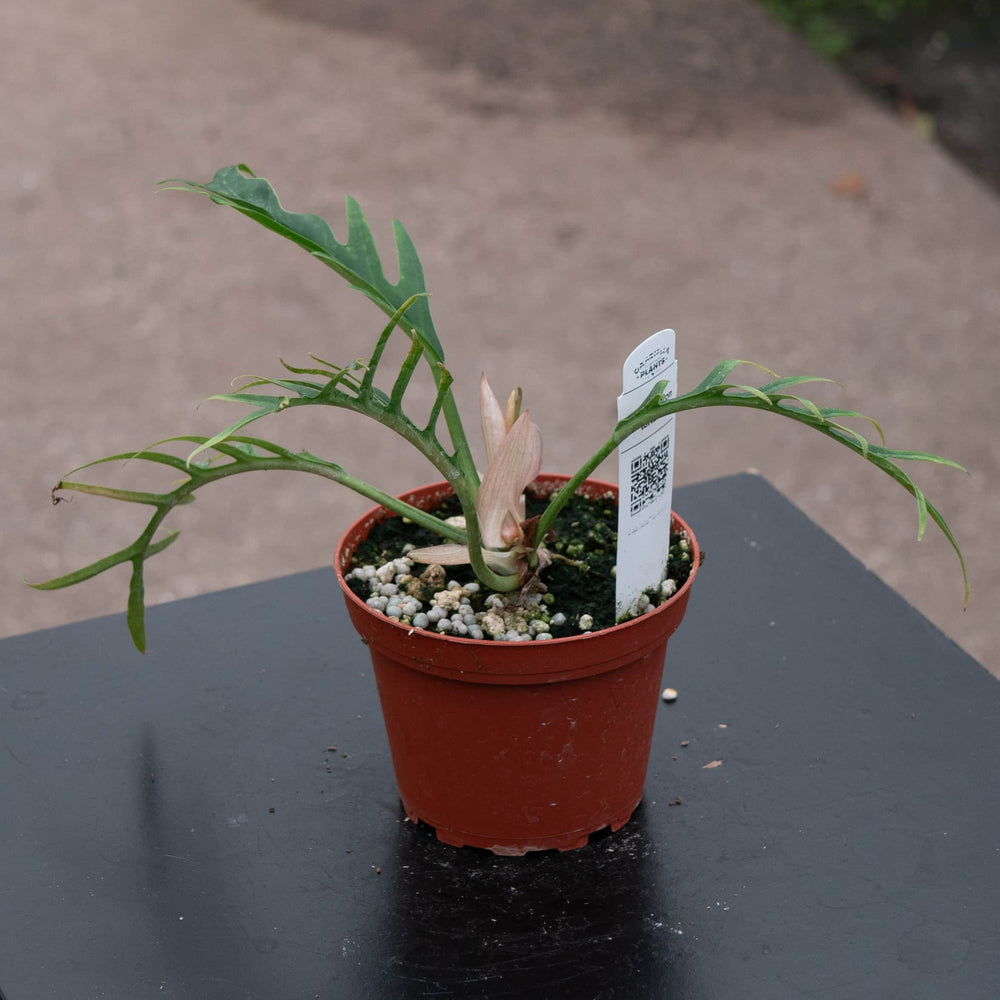 Gabriella Plants Philodendron 4" Philodendron tortum