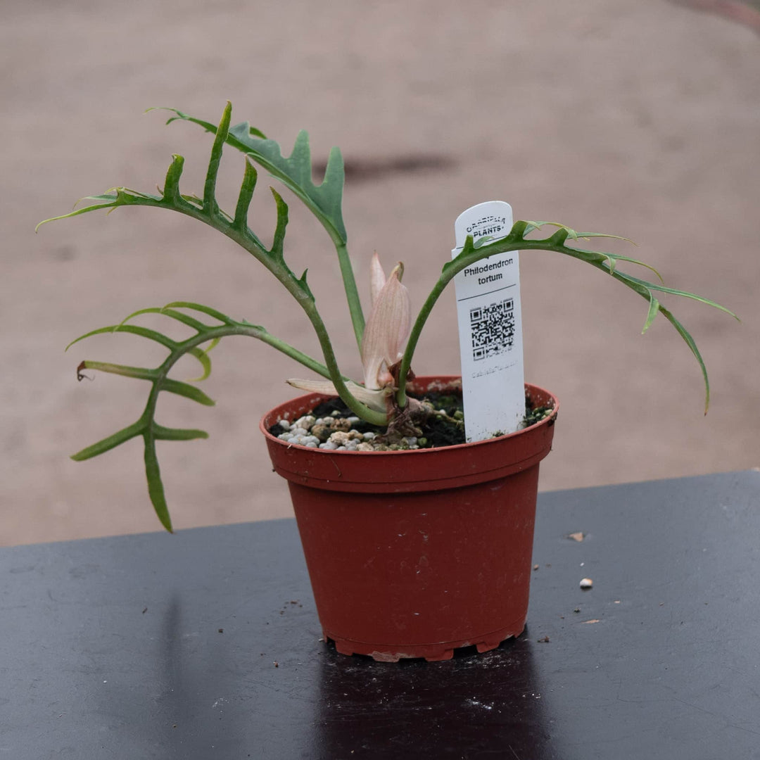 Gabriella Plants Philodendron 4" Philodendron tortum