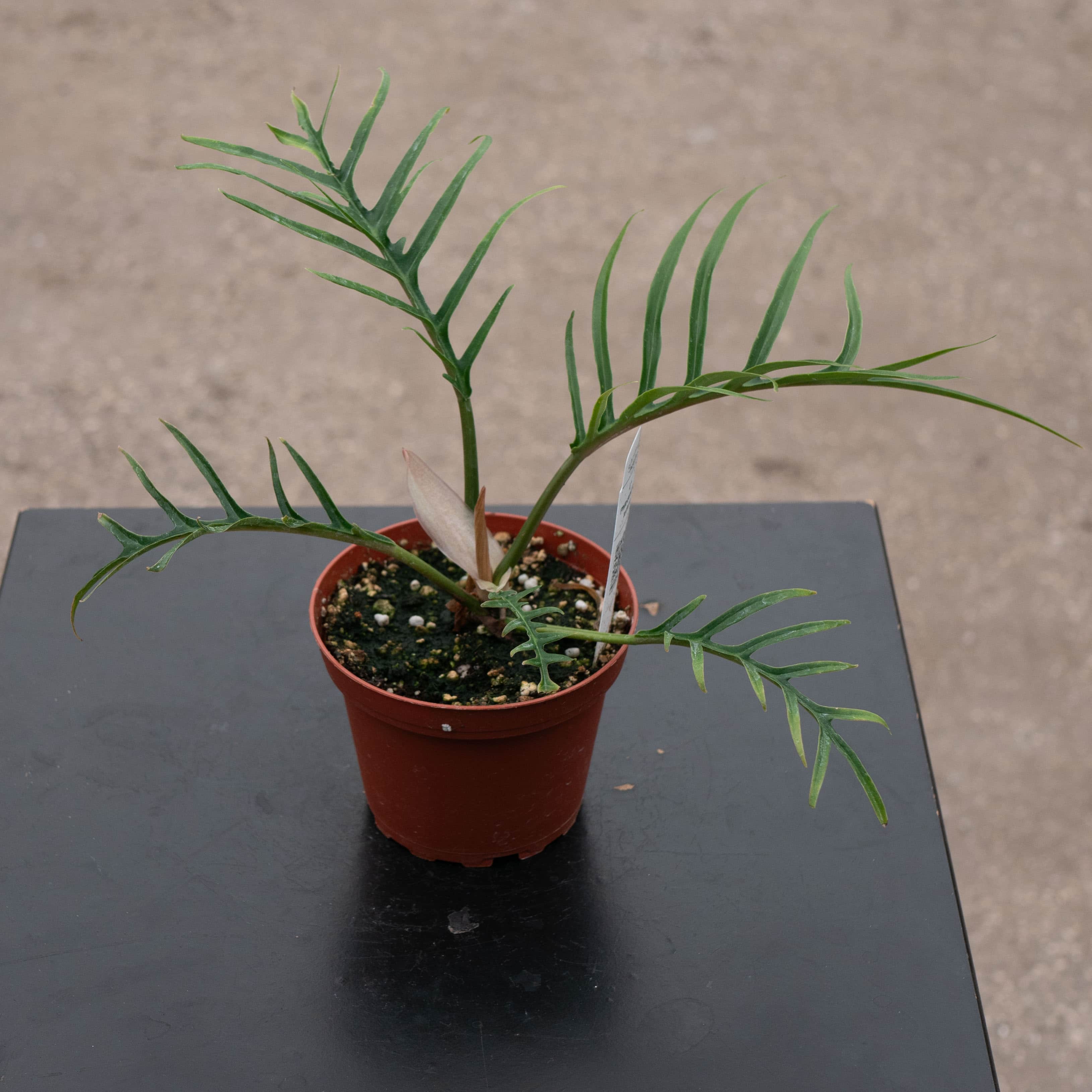 Philodendron tortum