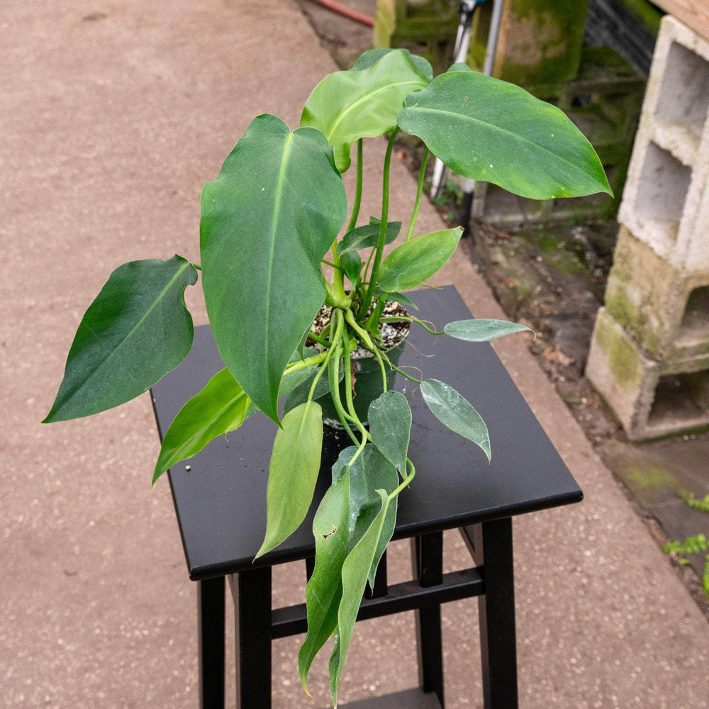 Gabriella Plants Philodendron 4" Philodendron 'Trouble Tonight'