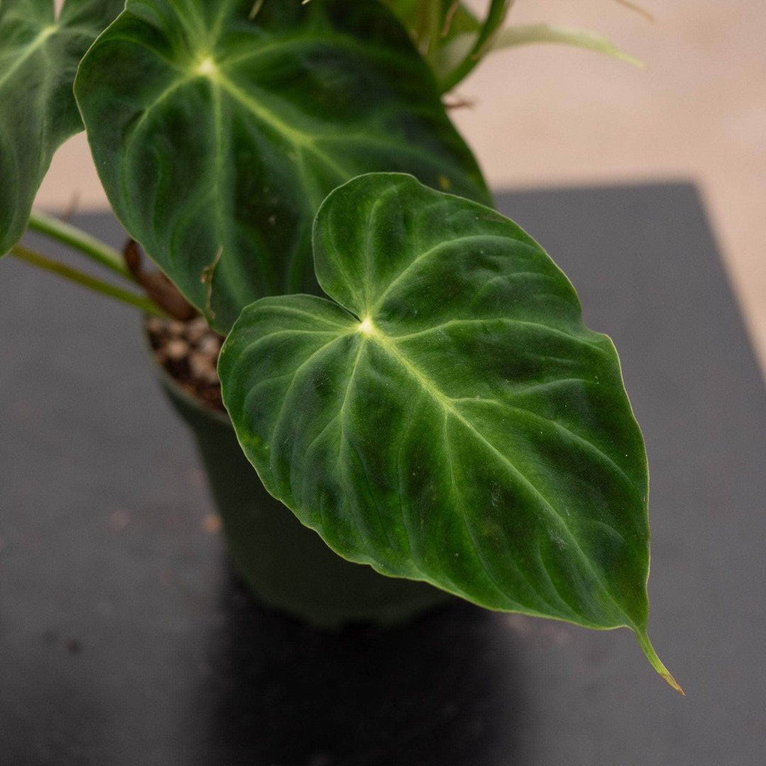 Gabriella Plants Philodendron Philodendron verrucosum