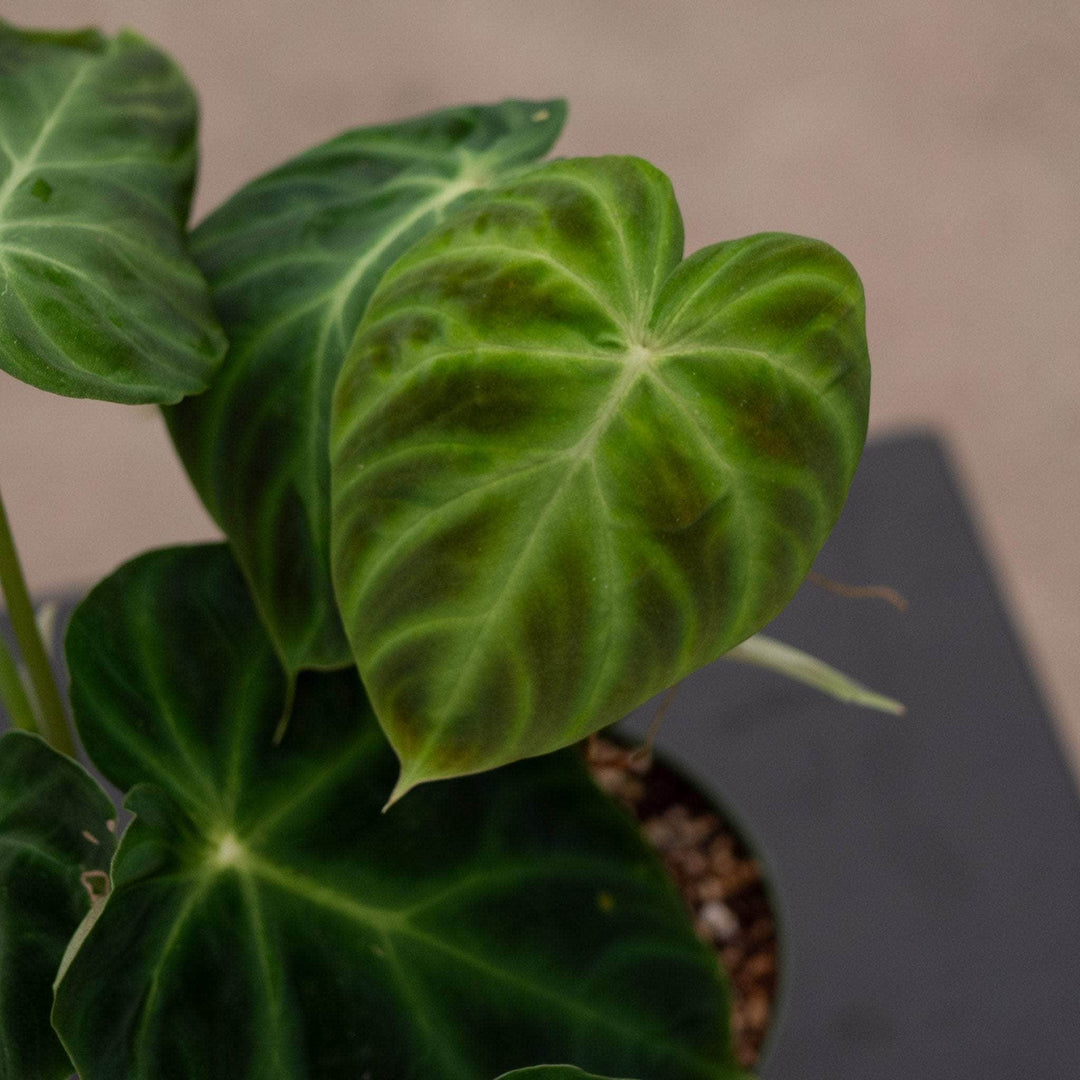 Gabriella Plants Philodendron Philodendron verrucosum