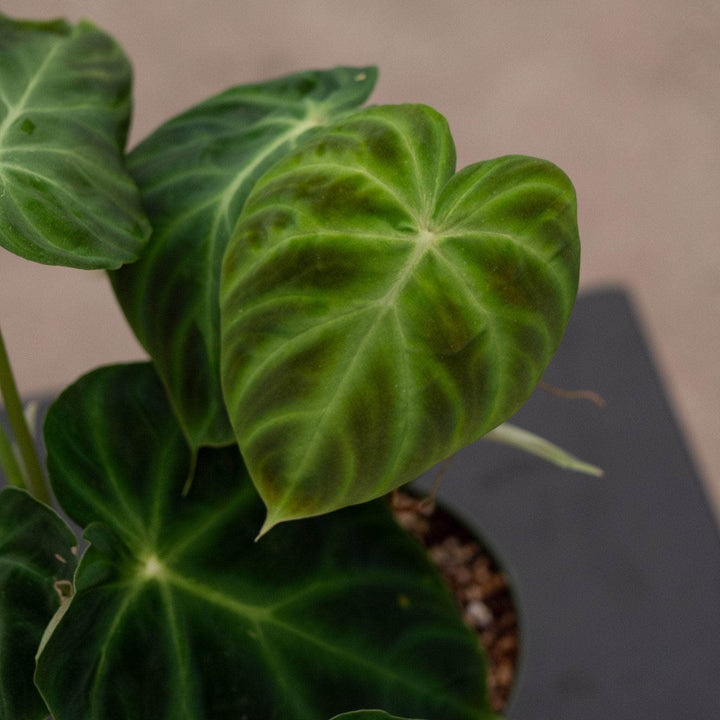 Gabriella Plants Philodendron Philodendron verrucosum