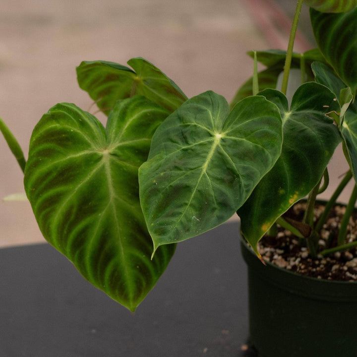 Gabriella Plants Philodendron Philodendron verrucosum