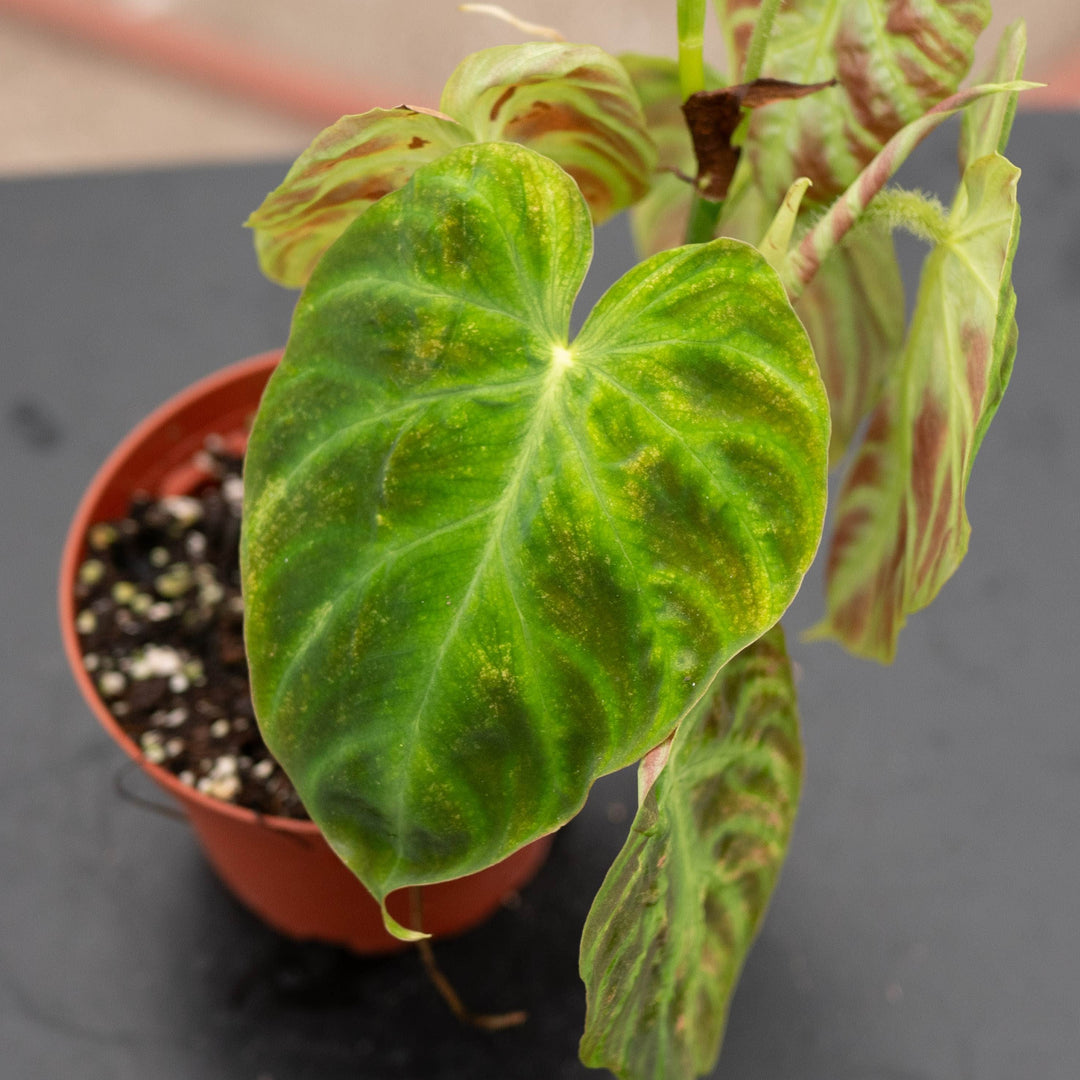 Gabriella Plants Philodendron Philodendron verrucosum