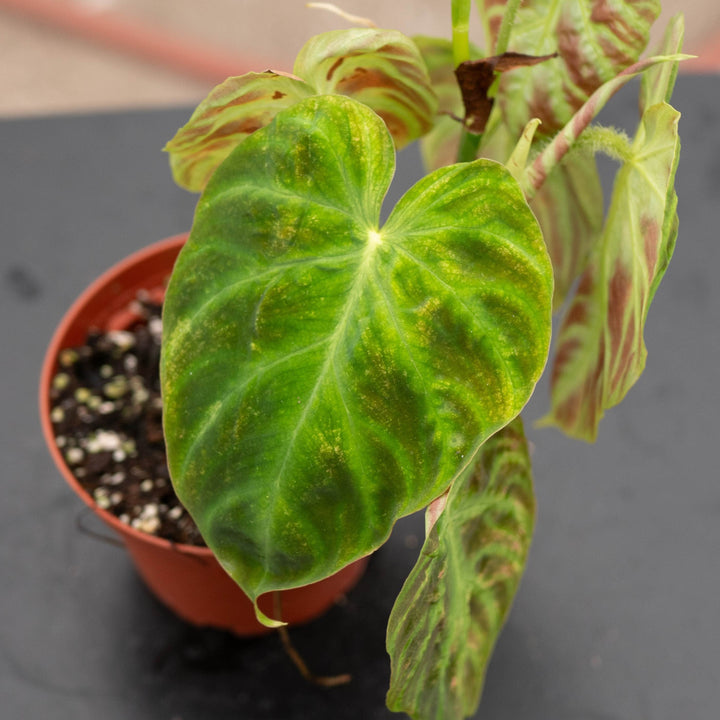 Gabriella Plants Philodendron Philodendron verrucosum
