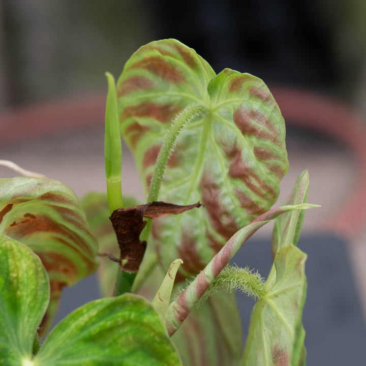 Gabriella Plants Philodendron Philodendron verrucosum