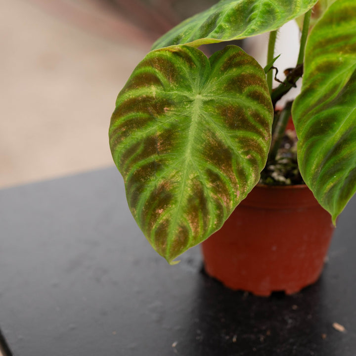 Gabriella Plants Philodendron Philodendron verrucosum