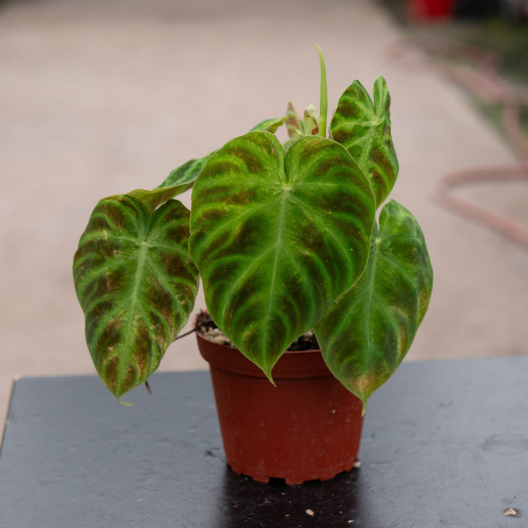 Gabriella Plants Philodendron Philodendron verrucosum