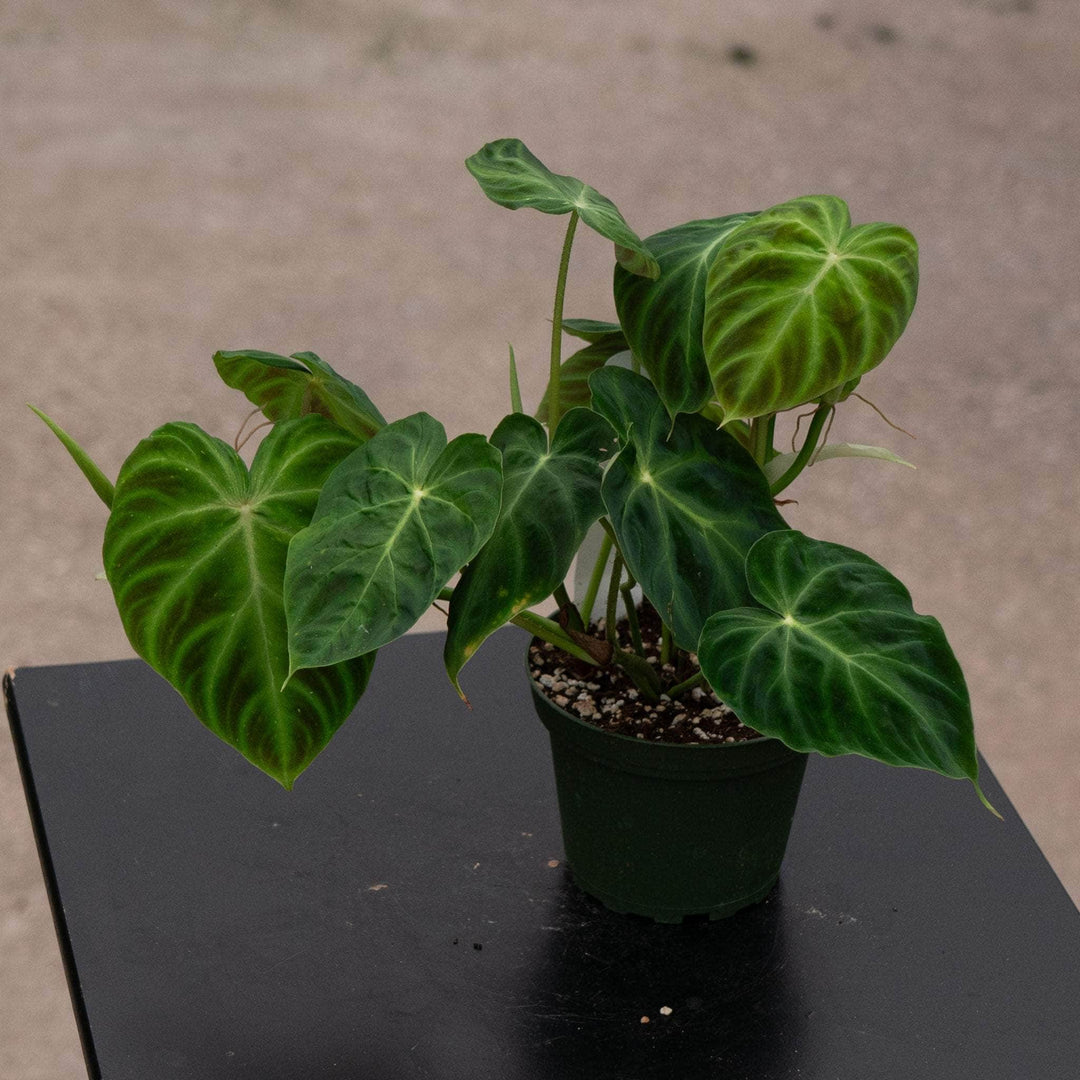 Gabriella Plants Philodendron 4" Philodendron verrucosum