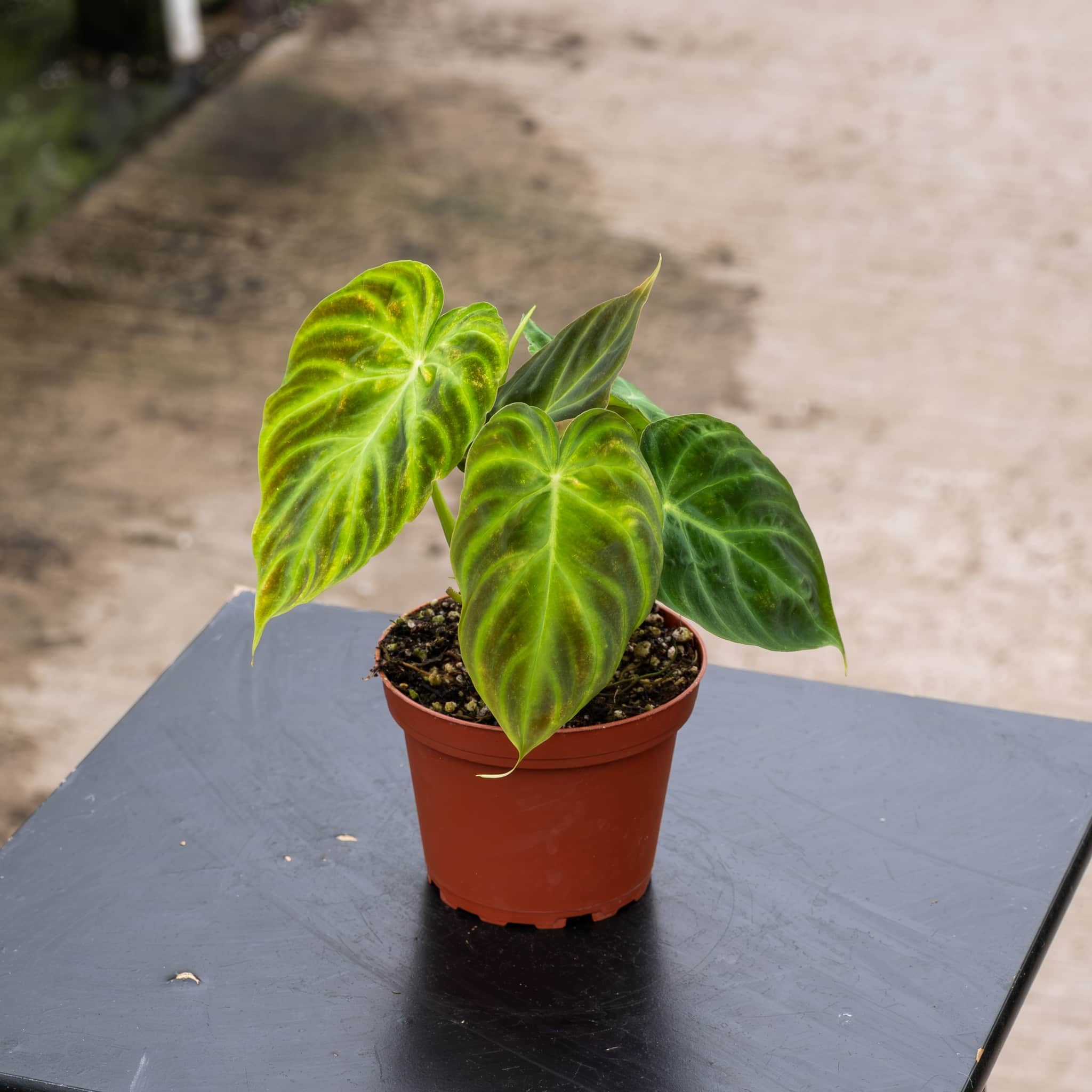 philodendron verrucosum australia Philodendron verrucosum