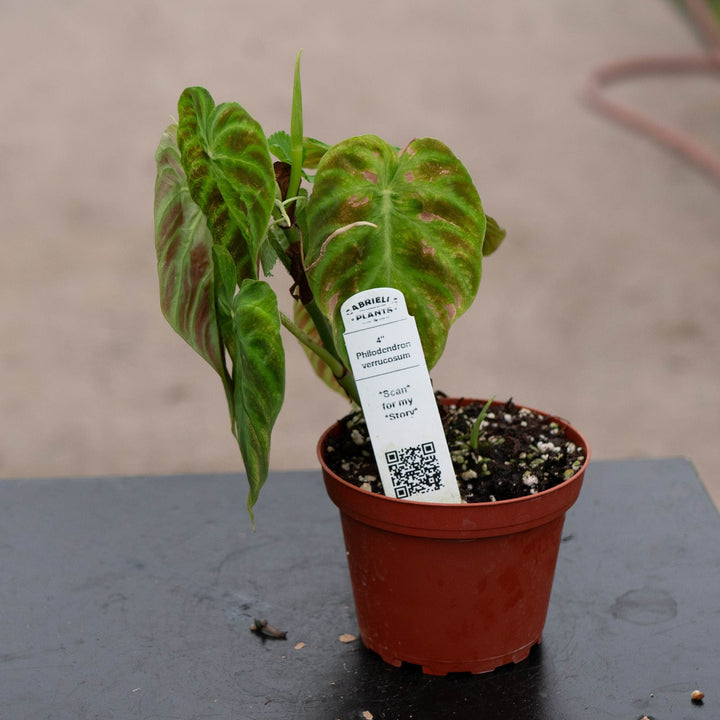 Gabriella Plants Philodendron 4" Philodendron verrucosum