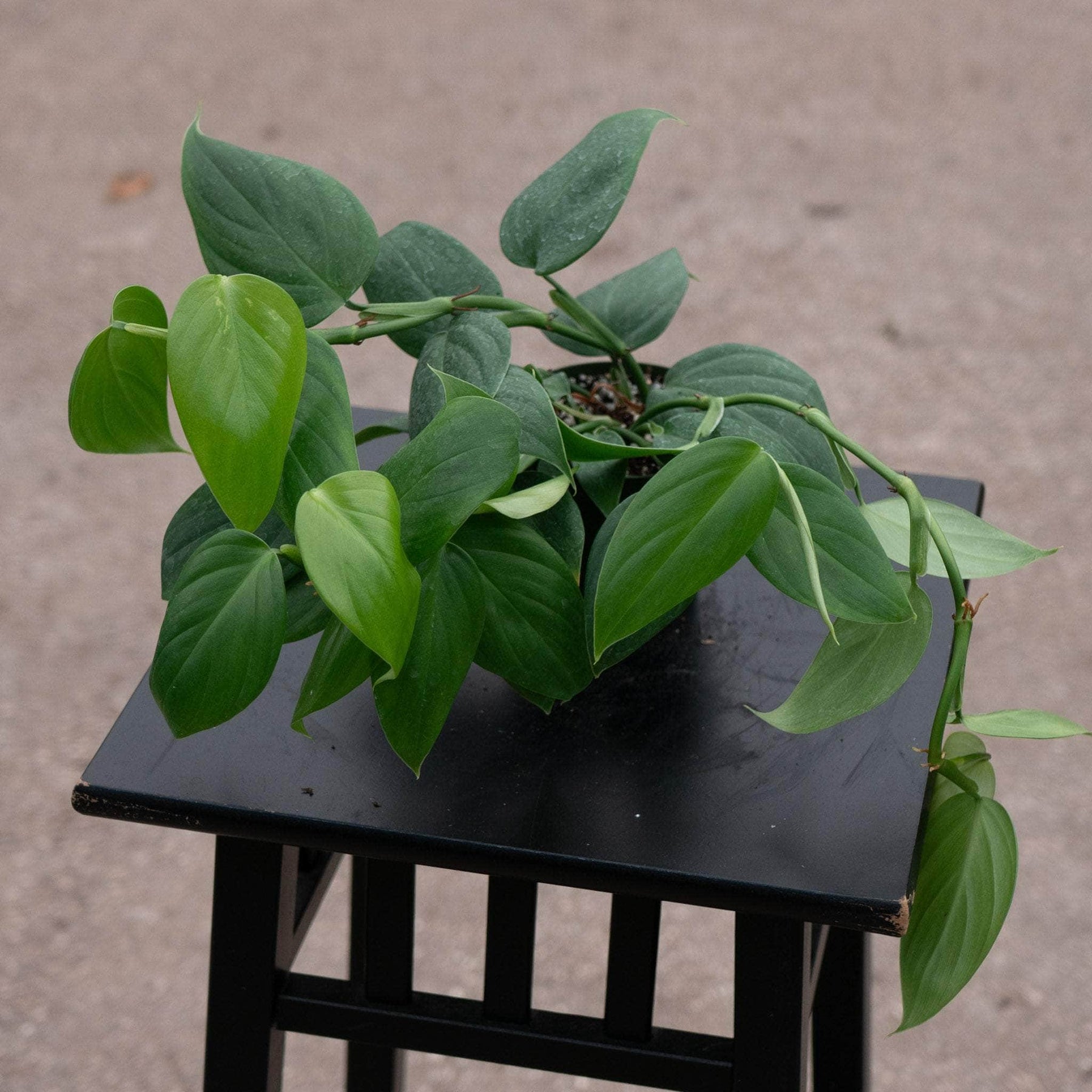 philodendron pangui sunset Philodendron villamagense 'Pangui'
