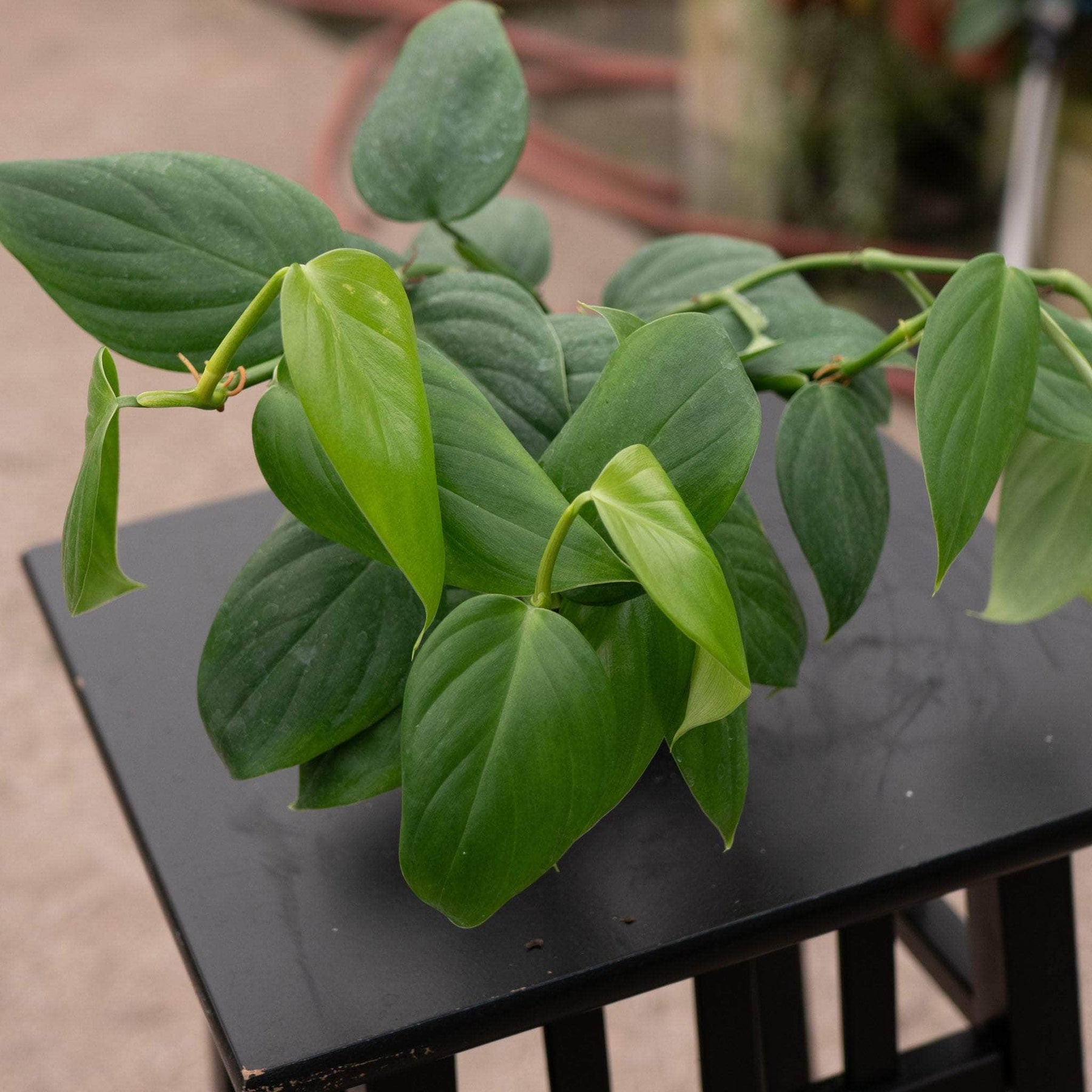 philodendron villamagense Philodendron villamagense 'Pangui'