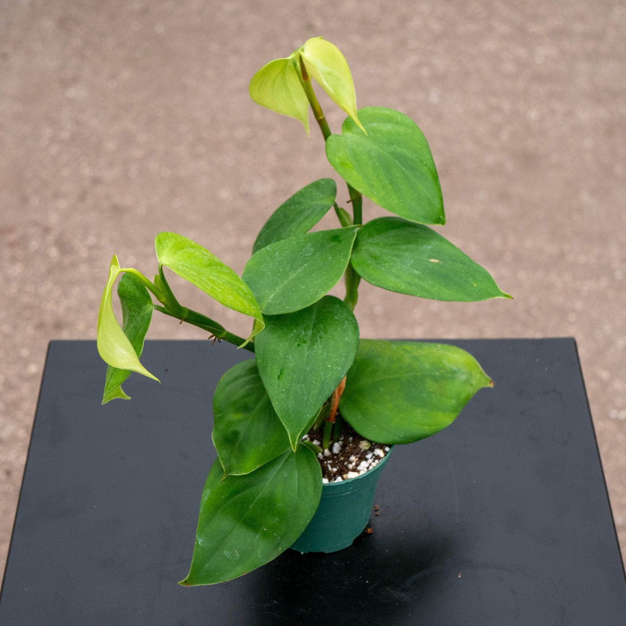 philodendron ayung Philodendron villamagense 'Pangui'