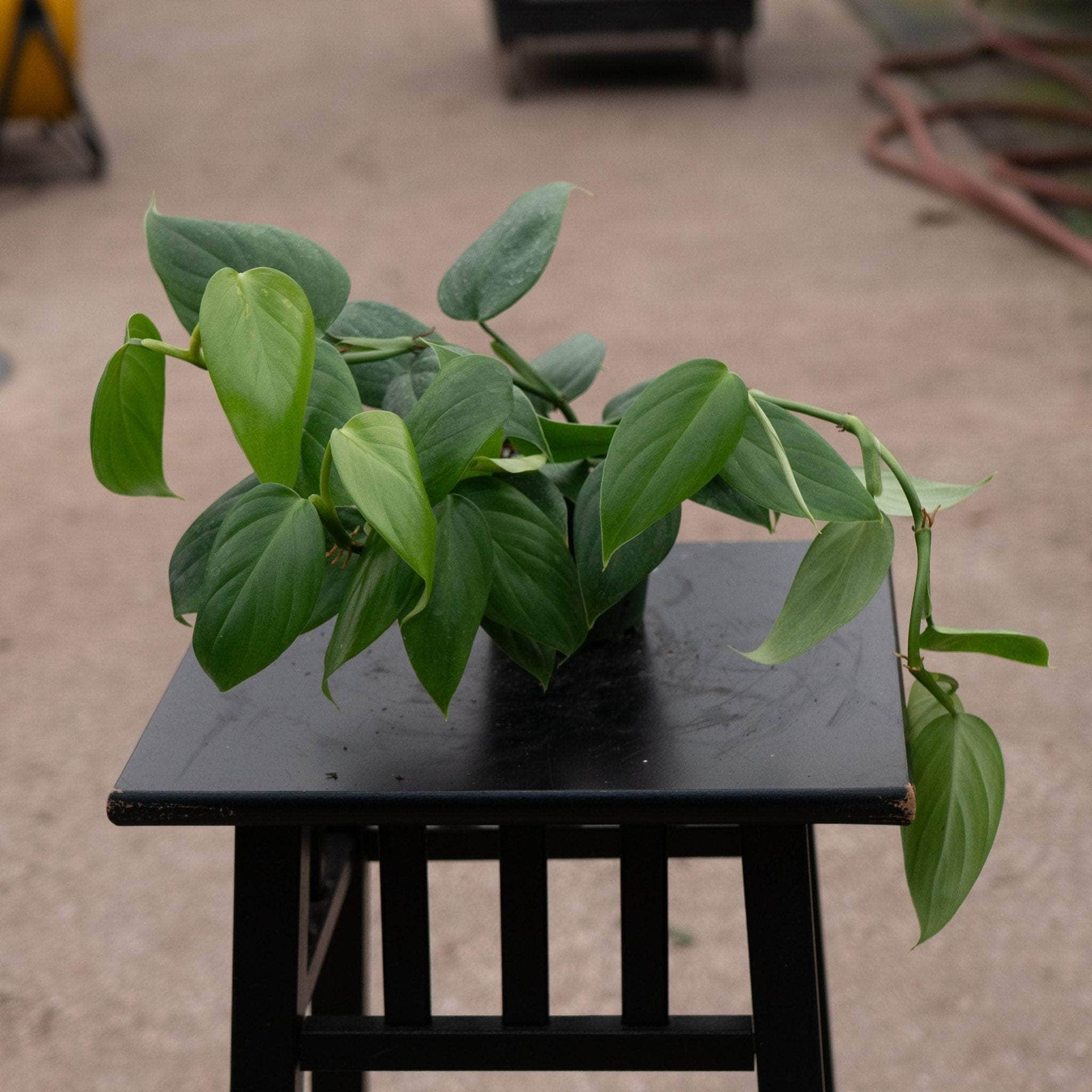 philodendron villamagense Philodendron villamagense 'Pangui'