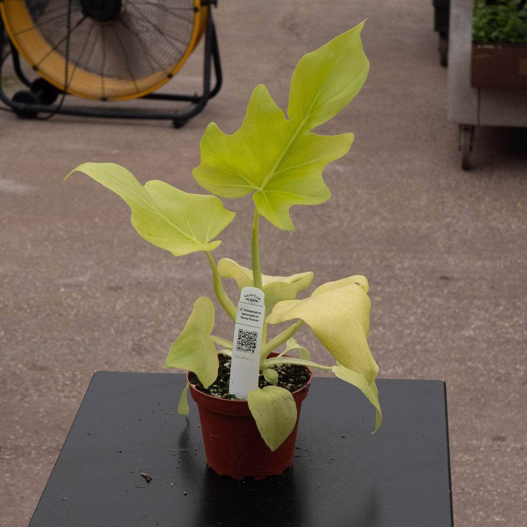 Gabriella Plants Philodendron 4" Philodendron warszewiczii 'Aurea Flavum'
