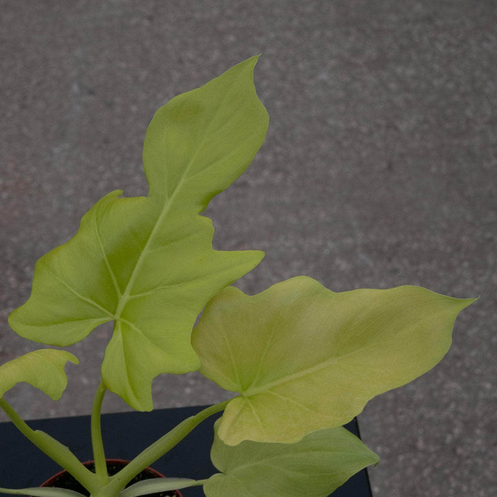 Gabriella Plants Philodendron 4" Philodendron warszewiczii 'Aurea Flavum'