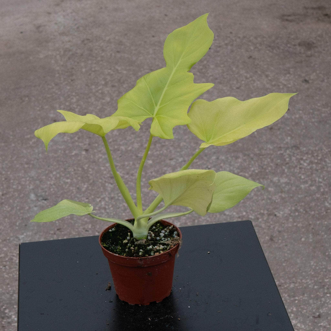 Gabriella Plants Philodendron 4" Philodendron warszewiczii 'Aurea Flavum'