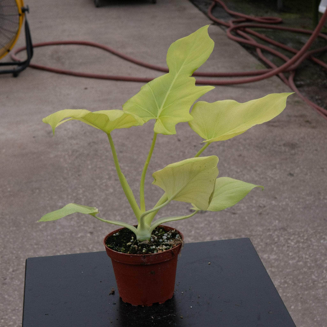 Gabriella Plants Philodendron 4" Philodendron warszewiczii 'Aurea Flavum'