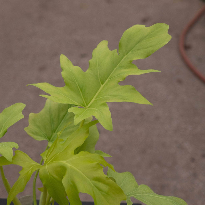 Gabriella Plants Philodendron 4" Philodendron warszewiczii 'Aurea Flavum'