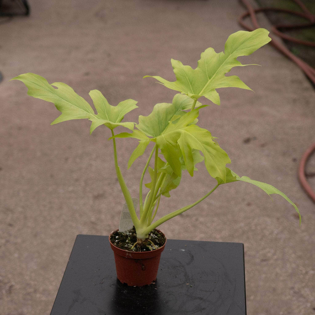 Gabriella Plants Philodendron 4" Philodendron warszewiczii 'Aurea Flavum'