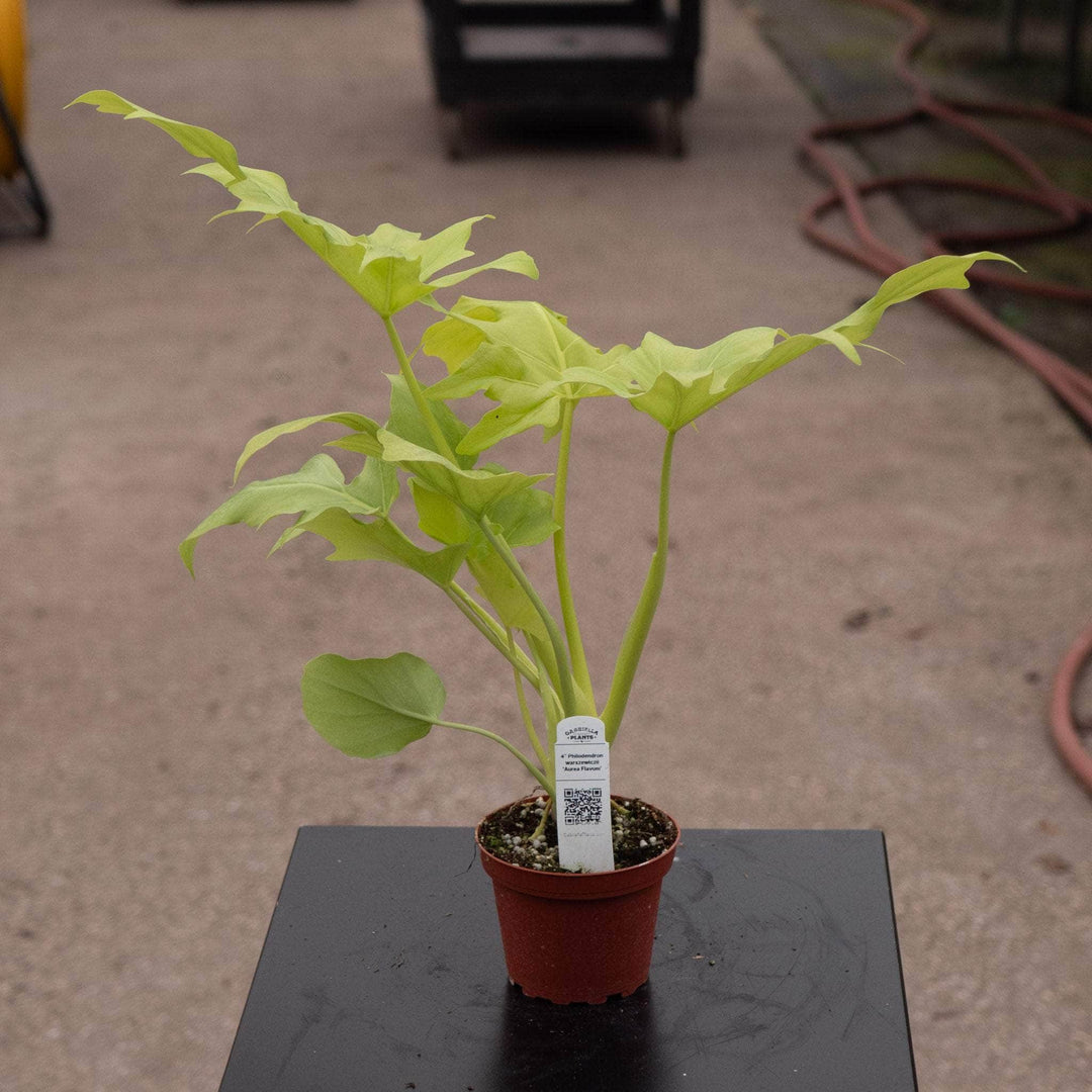 Gabriella Plants Philodendron 4" Philodendron warszewiczii 'Aurea Flavum'