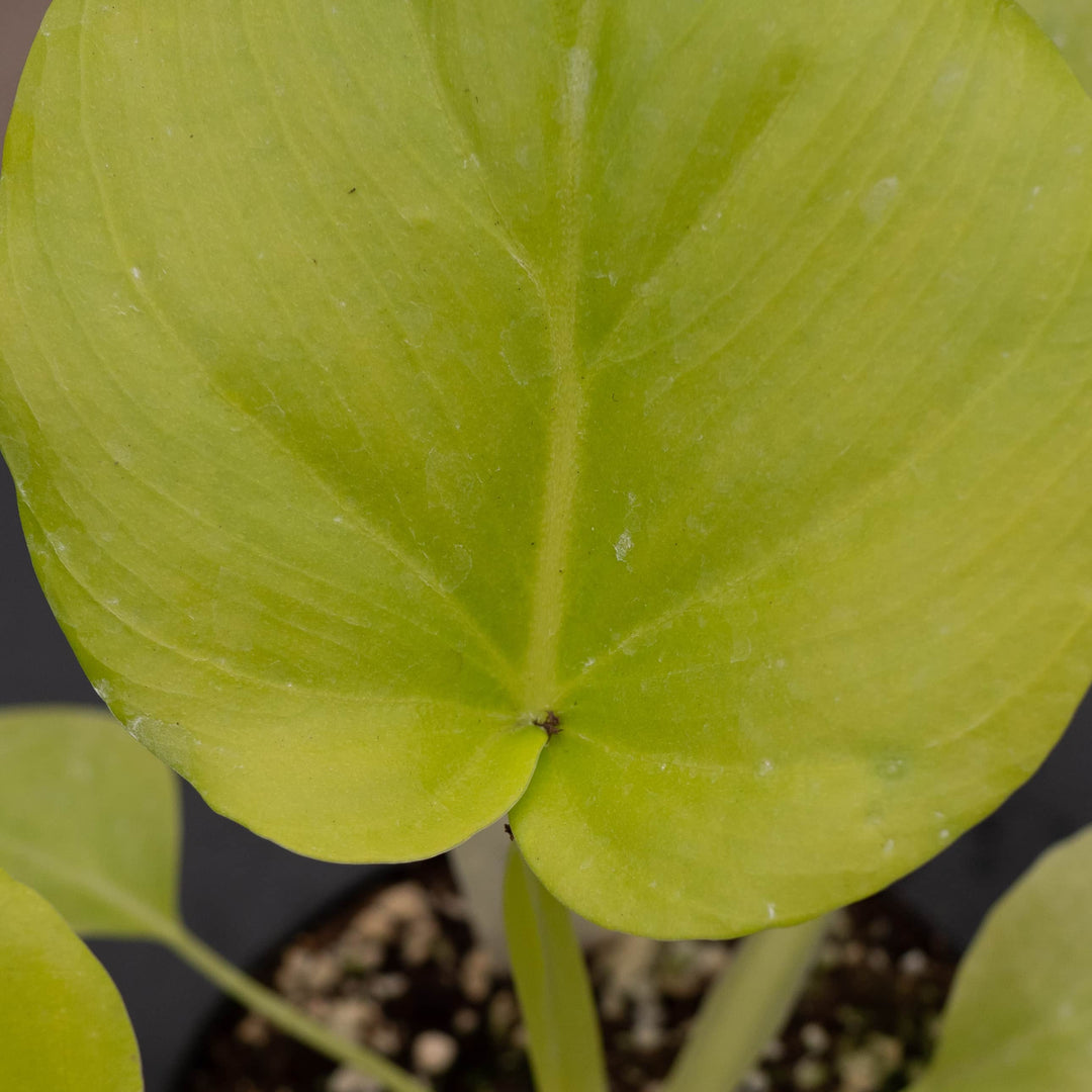 philodendron warscewiczii aurea mature size Philodendron warszewiczii 'Aurea Flavum'